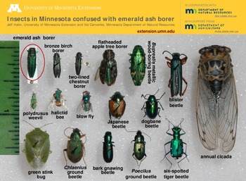 Insects in Minnesota that may be confused with emerald ash borer