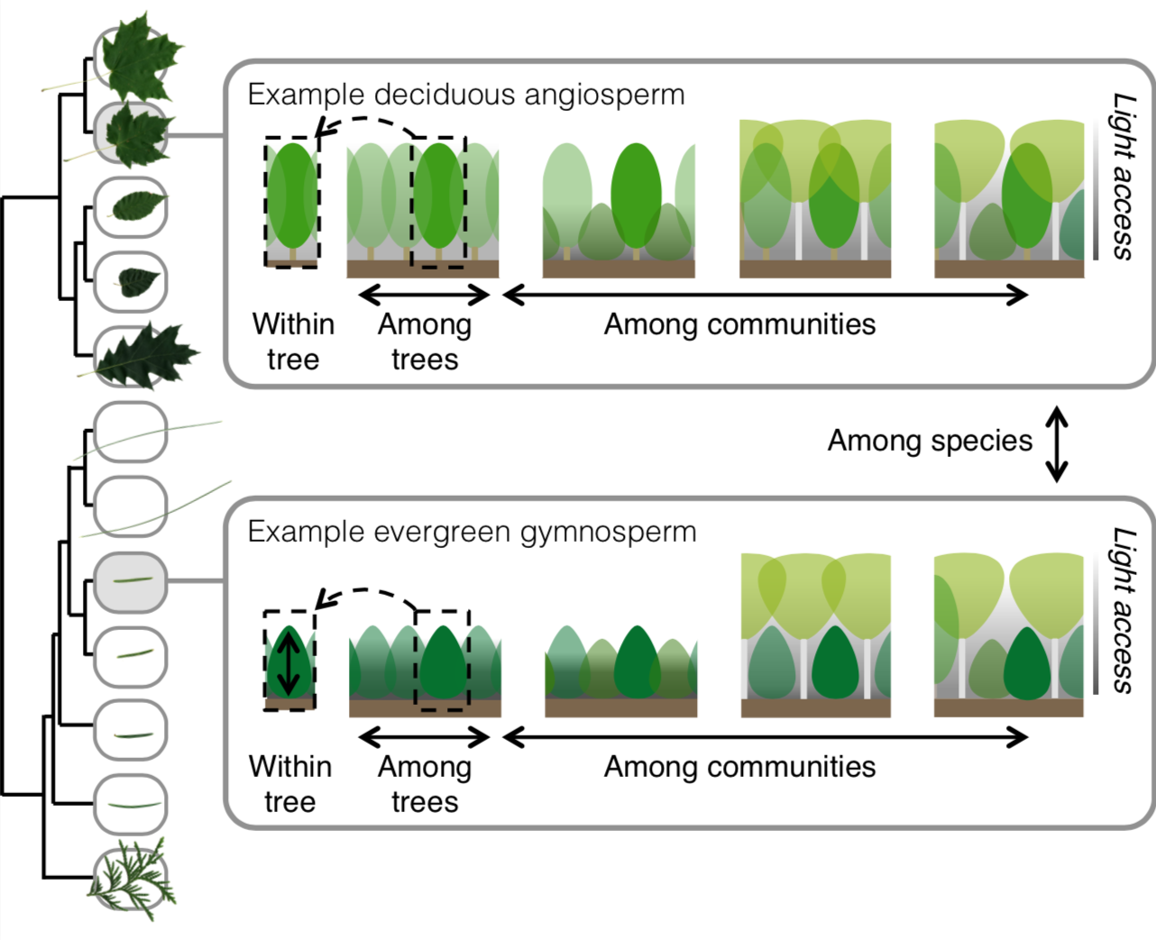 Light Access And Leaf Trait Variation Within And Among Tree Species ...